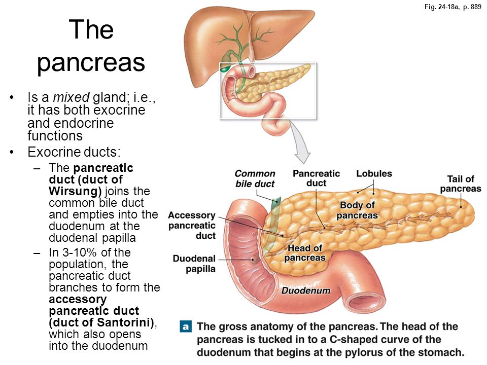 El pancrea se puede operar